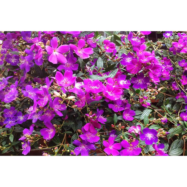 CÂY GIỐNG HOA SIM THÁI CẢNH SIÊU ĐẸP 981SP PV