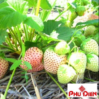 Hạt giống dâu tây trắng F1 100 hạt  PHÚ ĐIỀN