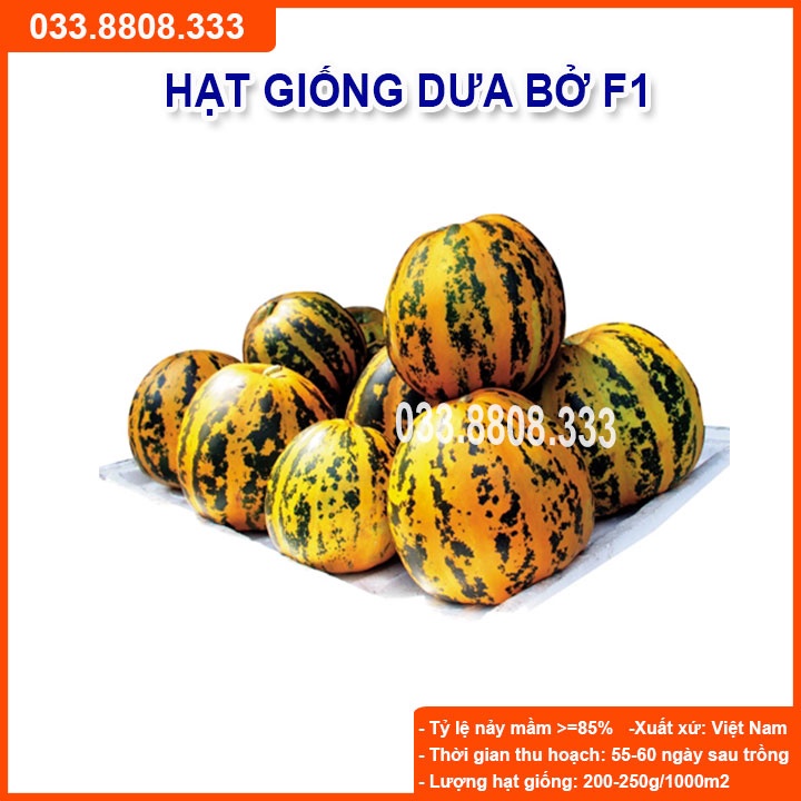 Hạt Giống Dưa Bở  - Dưa Dễ Trồng Tại Nhà