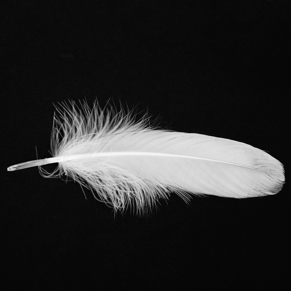 Set 50 lông ngỗng 6-8inch / 15-20cm dùng để làm đồ trang trí