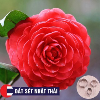 KHUÔN CẮT HỌC LÀM HOA HỒNG BẤT TỬ HOA ĐẤT SÉT NHẬT BẢN, HOA ĐƯỜNG, XÔI HOA ĐẬU