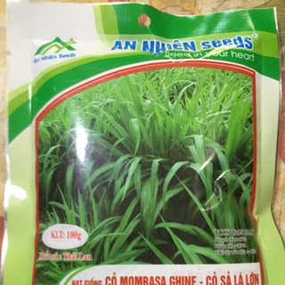 Hạt giống cỏ mombasa ghine-cỏ sả lá lớn 100g