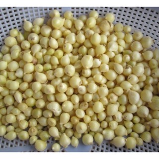 Củ nén tươi (hành tăm tươi) - 500g