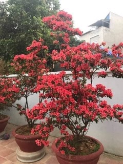 Cây Giống Đỗ Quyên