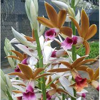 củ lan giống hạc đỉnh nâu tây bắc