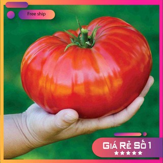 Hạt giống Cà chua khổng lồ 1kg (20 hạt)