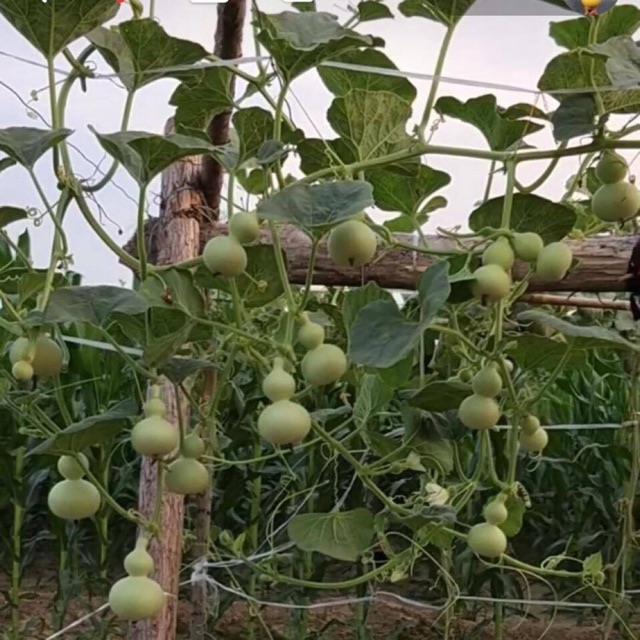 Hạt giống bầu hồ lô mini Nhật Bản F1- Gói lẻ