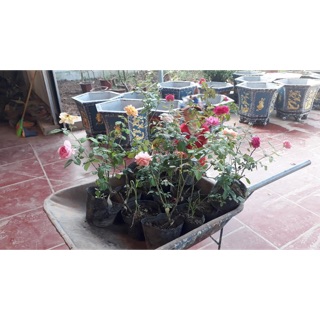 Cây hoa hồng ngoại giống bầu đất