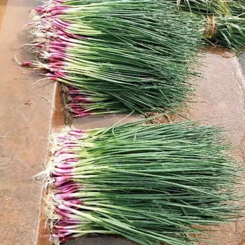 Hạt hẹ củ đỏ thơm hơn hẹ trắng và có vị thơm hơn, tỷ lệ nảy mầm cao tới 99%. 299h