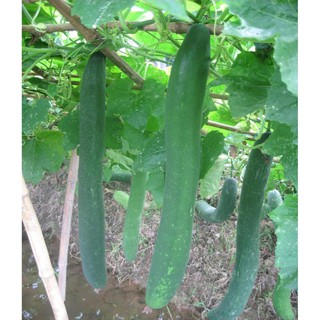 Hạt bí đao chanh, bí sặt - gói 1 gram