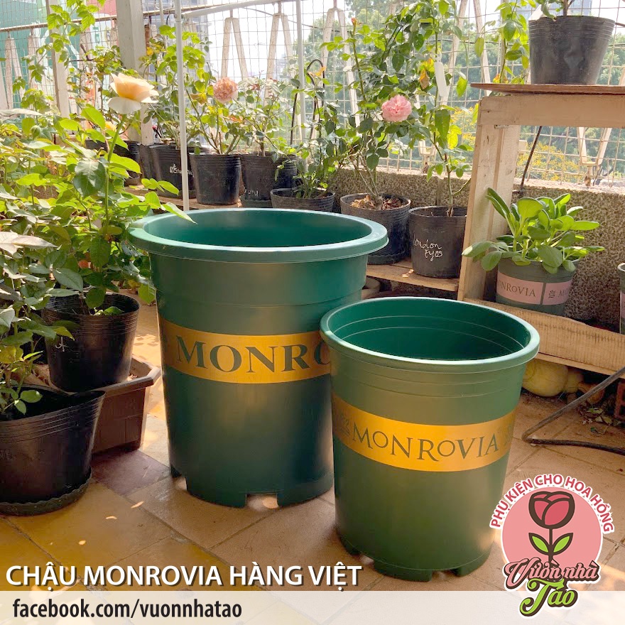 [SIZE 7GL]CHẬU MONROVIA 2 loại hàng nhập TQ và hàng Việt