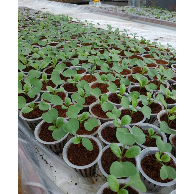 Mụn dừa đã xử lý ECO N1 - Ươm cây, trồng rau mầm, rau ăn lá - Bịch 1Kg