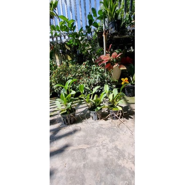 Hoa lan catt mini vàng lưỡi đỏ