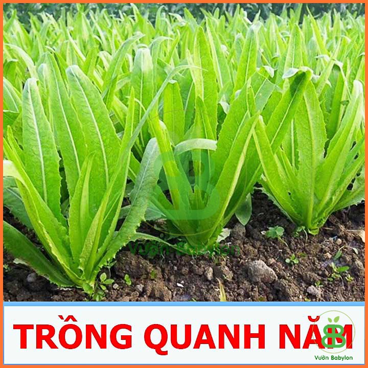 Hạt giống Xà Lách Lá Nhọn(Rau Diếp Thơm) 10G