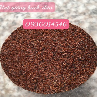 Hạt giống Bạch đàn (Khuynh Diệp)