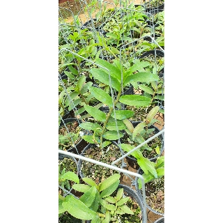 PHI ĐIỆP HÒA BÌNH HOA CÁNH SÁP