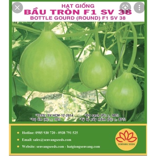 Hạt giống bầu tròn f1 38