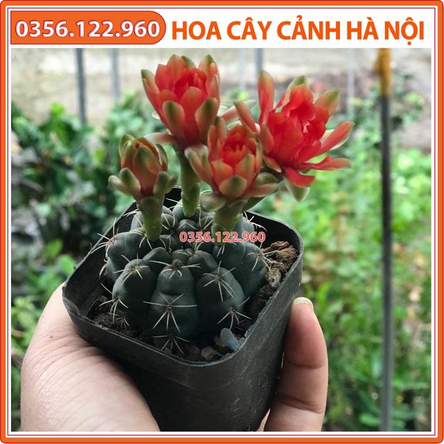 Cây xương rồng thần long sz 4cm (cây ra hoa theo mùa)