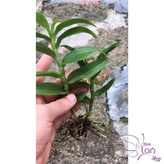 Phi điệp 5 cánh trắng Phú Thọ ki năm 2