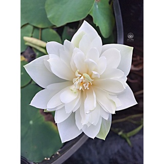 Hoa sen mini trắng cánh kép