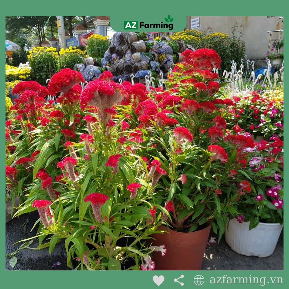 Hạt Giống Hoa Mào Gà Búa - Gói 300 Hạt - AZ Farming
