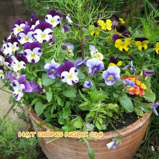 Hạt Giống Hoa Pansy Mix - 100 Hạt