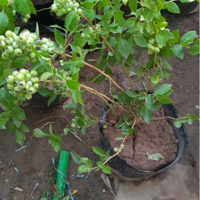 Việt quất tứ mùa