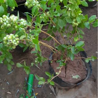 Việt quất tứ mùa