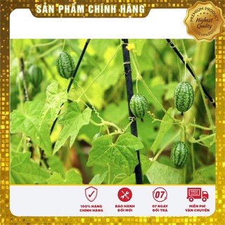 Hạt giống Dưa Hấu Mini 10 Hạt
