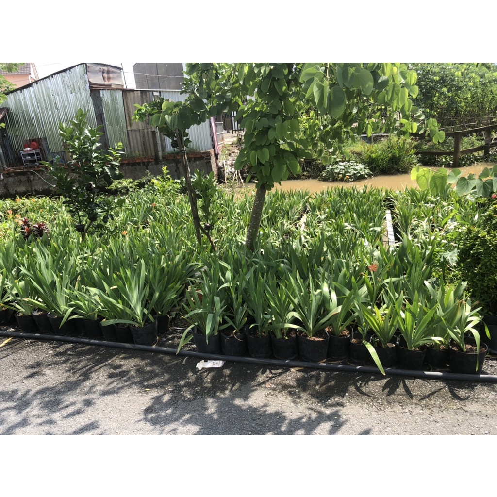 Xạ can  chữa viêm họng