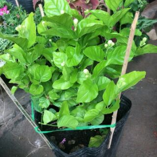Chậu hoa lài ta tiểu thư (hoa kép)