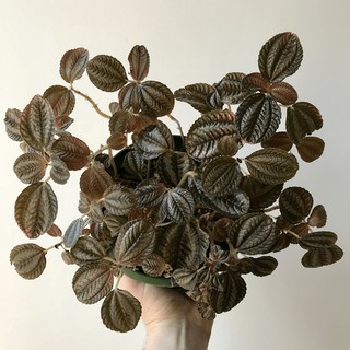 Cây Pilea repens Bronze (Đồng Hổ Nhĩ, Tai Hổ Màu Đồng) chậu nhựa