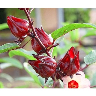 Hạt giống Atiso đỏ 10 Hạt ( tặng kèm thuốc kích mầm ra rễ)