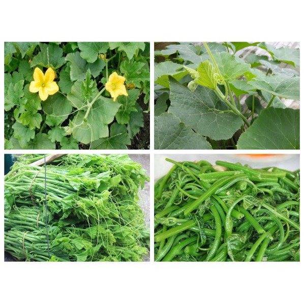 Hạt giống bí siêu đọt/ siêu ngọn