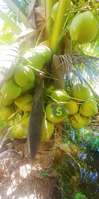 (SIÊU HOT) Dừa Sáp Trà Vinh Loại 2 - CAM KẾT CHẤT LƯỢNG SẢN PHẨM