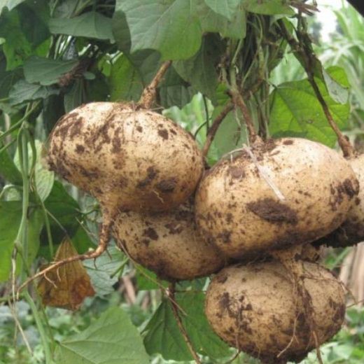 Hạt giống củ đậu ( 1kg) - Rau củ quả trồng tại vườn, sân thượng, nông trang, ban công