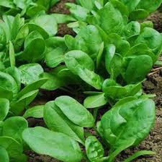 Hạt Giống Cải Bó Xôi (Rau Chân Vịt) Chịu Nhiệt, Dễ Trồng - gói 20g (Hàng Loại 1) - Chính hãng