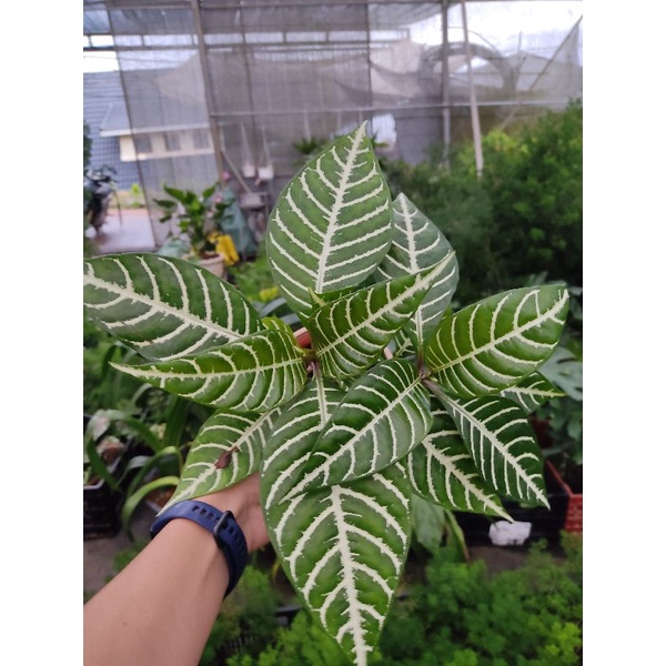 Chậu cứng lá ngựa vằn