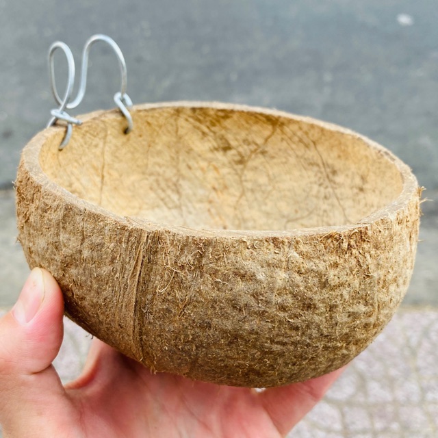 Máng ăn gáo dừa cho gà máng ăn cho gà bằng gáo dừa máng ăn gà đá muỗng dừa máng ăn gà chọi gáo dừa