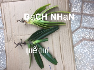 lan combo  1 bạch nhạn + 1 quế tím