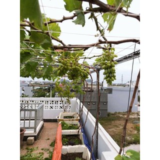Cây 🌲 Nho Kẹo leo giàn
