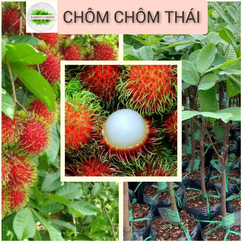 Cây giống chôm chôm thái_cây ghép nhanh cho trái cao 80cm_chuẩn giống