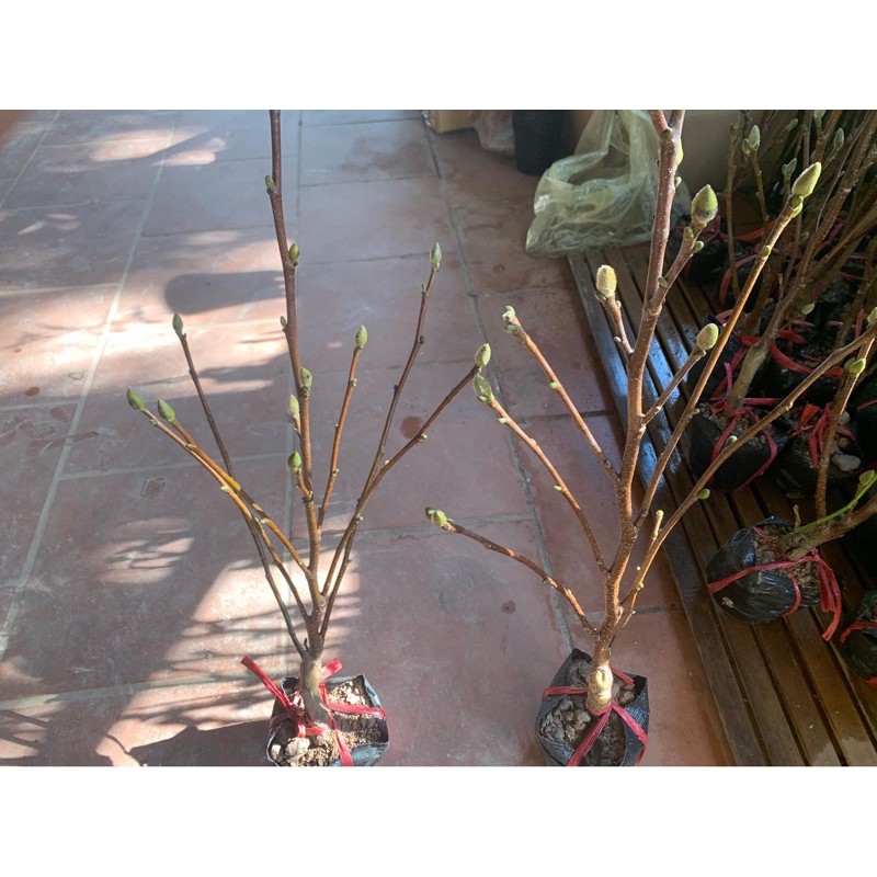 hoa mộc lan