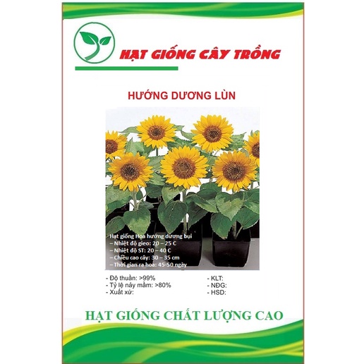 Hạt giống hoa hướng dương lùn vàng CT176 - Gói 30 hạt