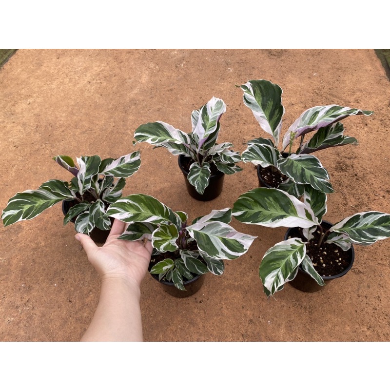 Chậu cứng Đuôi công White fusion