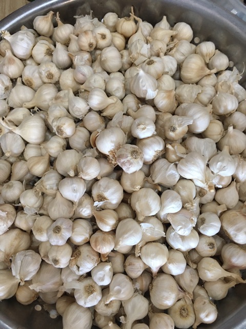 Nem chua ninh hoà ( lá chùm ruột) hộp 20 cái | BigBuy360 - bigbuy360.vn