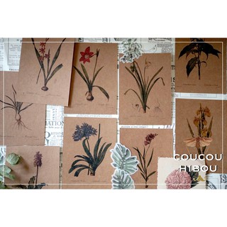 POSTCARD 30 TẤM GIẤY KRAFT-HOA LILY