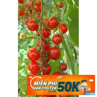20 Hạt giống Cà chua chery đỏ (tặng gói kích nẩy mầm và hướng dẫn)