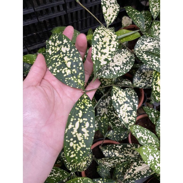 Chậu cứng Aucuba japonica - Nguyệt quế đốm