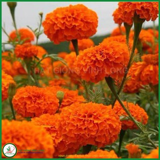 Hạt giống hoa Vạn thọ cao F1 màu Cam - 25 hạt